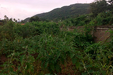 plant project1 image10