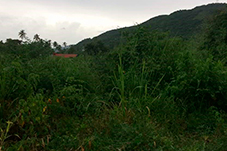 plant project1 image4