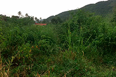 plant project1 image5