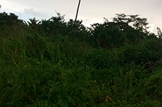 plant project1 image6