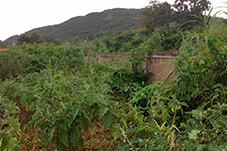 plant project1 image8