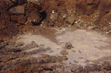 plant project1 image12