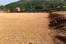 plant project1 image13