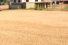 plant project1 image15