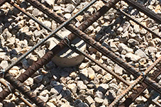 plant project1 image21