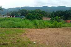 plant project1 image4