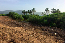 plant project1 image1